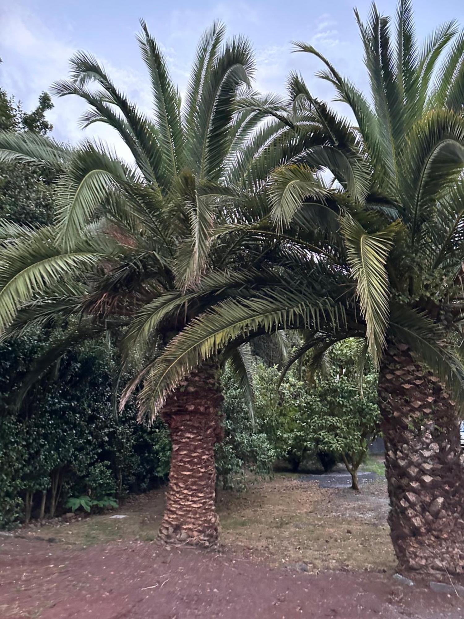 São Vicente Ferreira Azores Casa Da Mata Wellness Spa מראה חיצוני תמונה